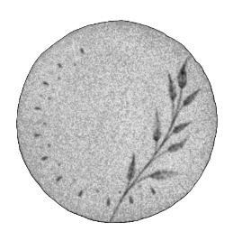 Full moon - The Radiance