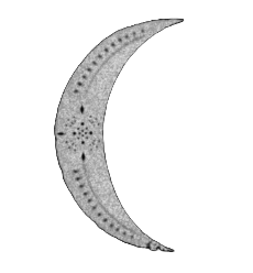 Waning moon - The Gathering